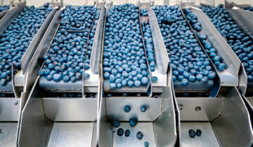 Ajuste en las expectativas de exportación del arándano peruano