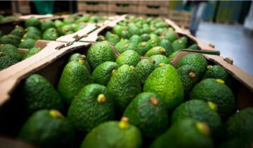 El Perú y México frente a frente: ¿cómo se mueven las exportaciones de palta en el mundo?