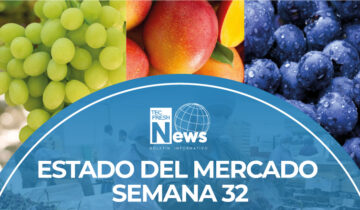 Estado del Mercado, semana 32: movimiento estable para el kiwi Hayward de Chile en Europa