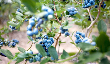 El arándano peruano: nuevos actores y salidas inesperadas en un mercado en plena transformación