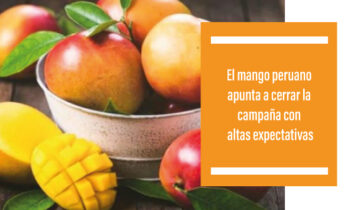 El mango peruano apunta a cerrar la campaña con altas expectativas