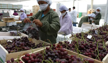 Agroexportaciones peruanas se mantienen en la senda de crecimiento y llegaron a 138 mercados