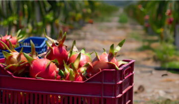 La pitahaya multiplica su volumen a pesar de los precios
