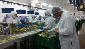 Exportaciones de espárrago crecen en 2025 pese a la presión de precios internacionales