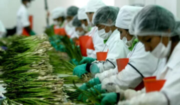 Fresh Report 2025: el futuro de la agroexportación peruana