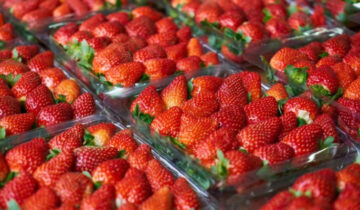 Exportación de fresa mantiene ritmo positivo y apunta a un cierre destacado en el 2025