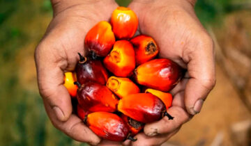 La palma peruana resiste por los precios, pese a menor volumen