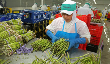 Agroexportaciones de Perú supera los US$ 5,526 millones, los 3 productos que destacan