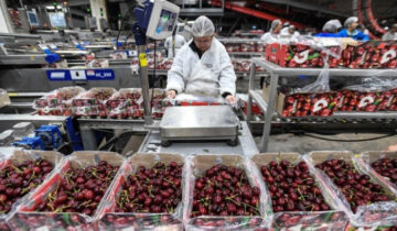 El boom de la cereza chilena que aún sigue abriendo una ventana para el Perú