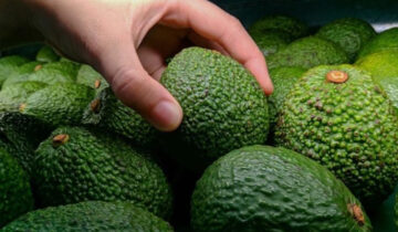 2025 marca un cambio estratégico en el comercio internacional de la palta peruana