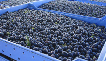 Perú proyecta cerrar la campaña de arándanos con un volumen estimado de 360 mil toneladas y consolida una curva de producción estable sin peaks concentrados
